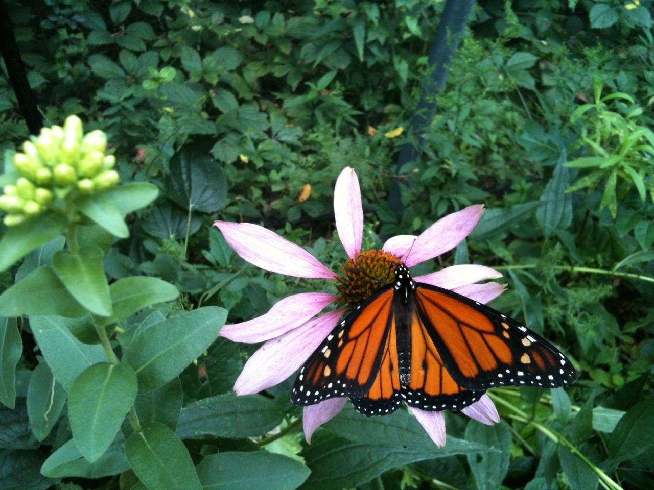 Garden Maker | Butterfly Habitat | Pollinator garden - Jennie Dots
