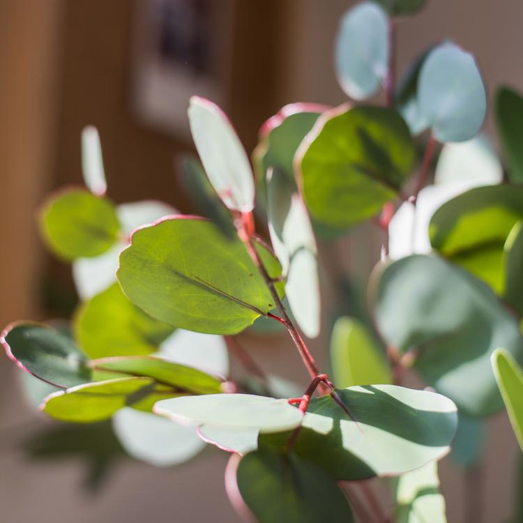 Faux Eucalyptus Leaf in Various Shapes